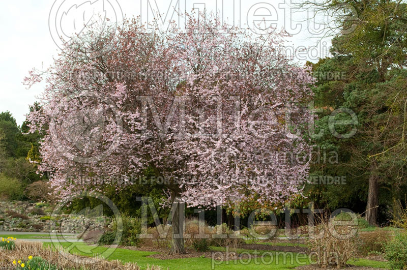 Prunus cerasifera Nigra (Purple Leaf Cherry Plum) 1