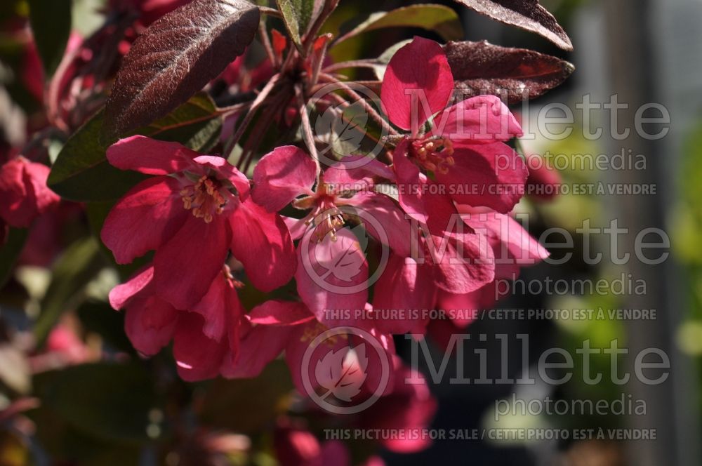 Prunus Thundercloud (Purple Leaf Cherry Plum) 2