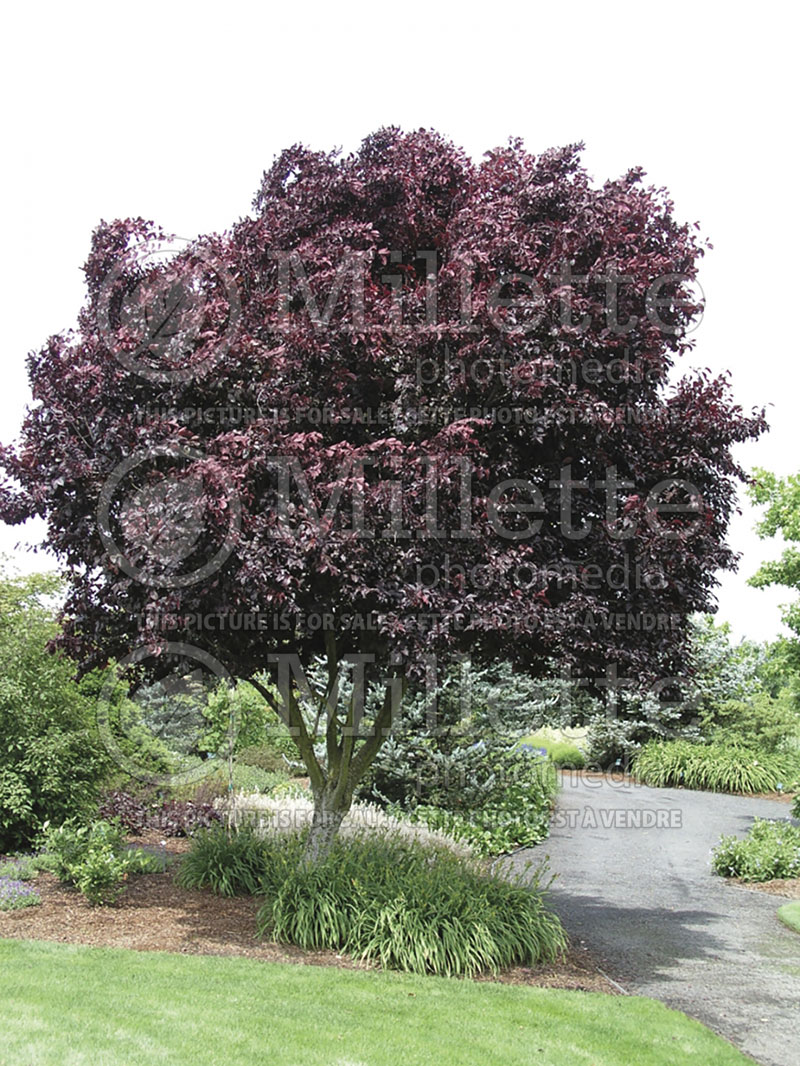 Prunus Thundercloud (Purple Leaf Cherry Plum) 1