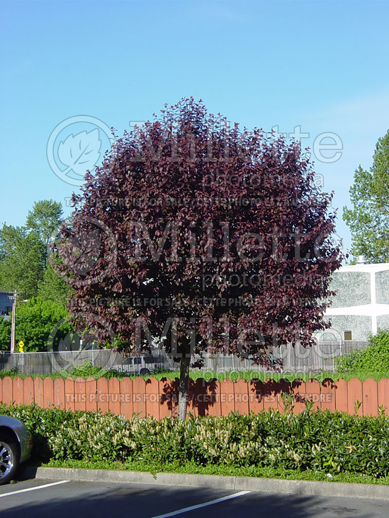 Prunus Thundercloud (Purple Leaf Cherry Plum) 3