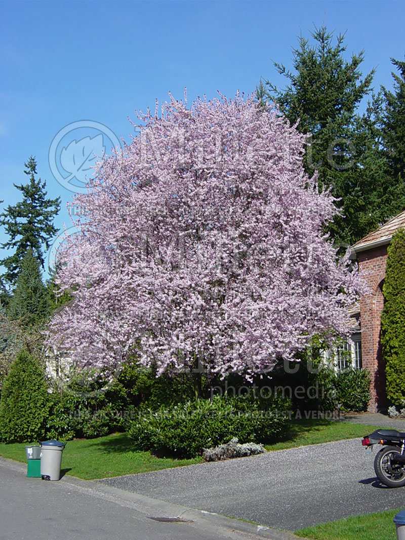 Prunus Thundercloud (Purple Leaf Cherry Plum) 4