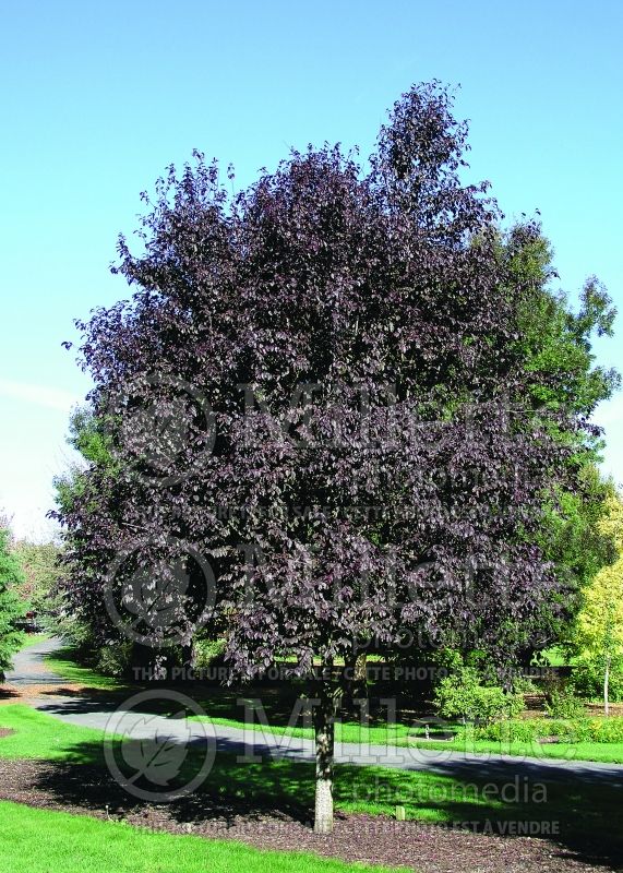 Prunus Thundercloud (Purple Leaf Cherry Plum) 6