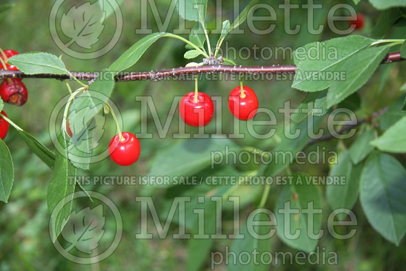 Prunus Evans (Cherry tree) 1  