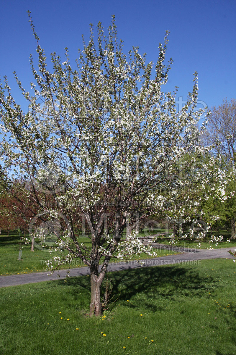 Prunus Montmorency (Cherry tree) 3