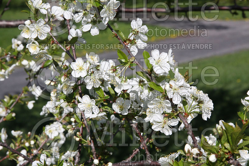 Prunus Montmorency (Cherry tree) 2