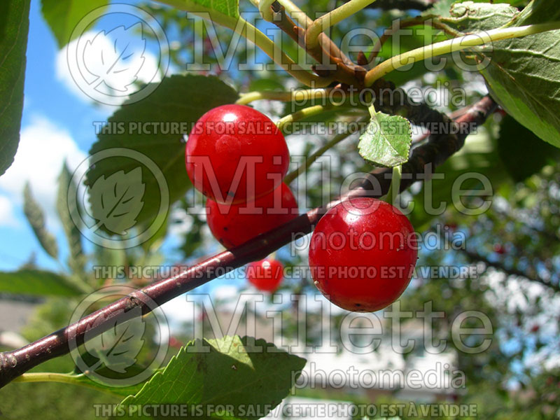 Prunus Montmorency (Cherry tree) 1