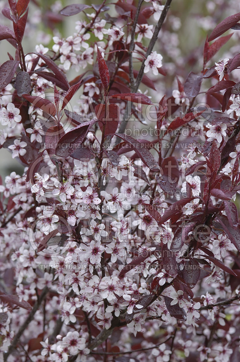 Prunus cistena (Sand Cherry) 2  