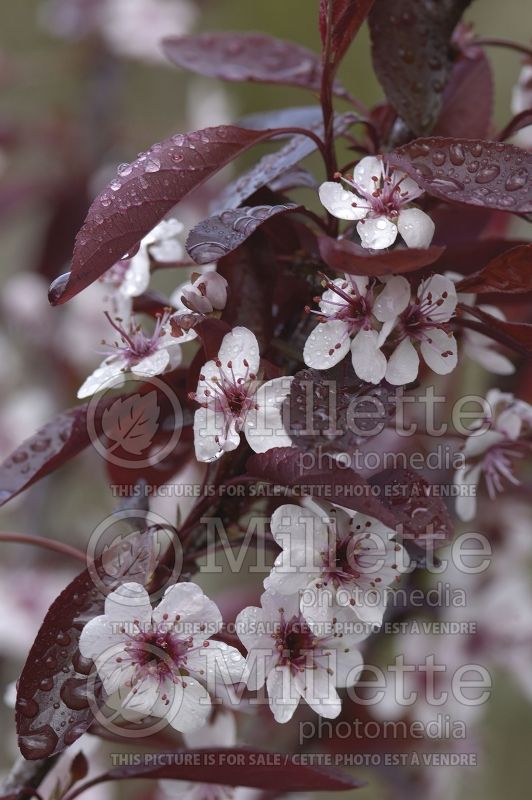 Prunus cistena (Sand Cherry) 3  