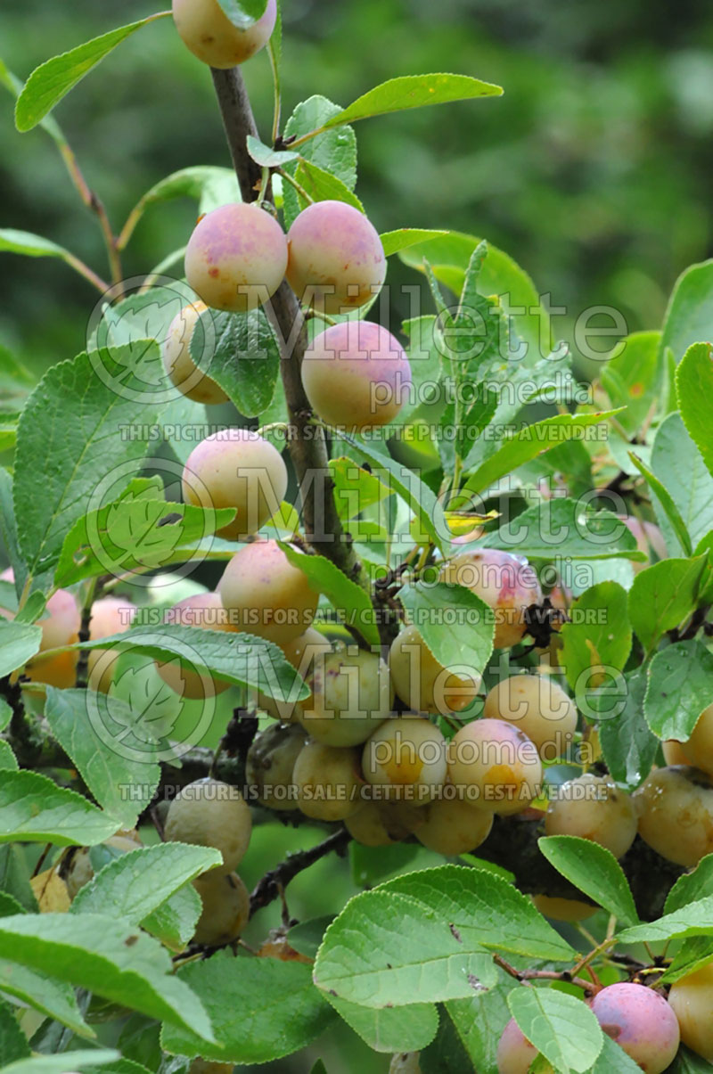 Prunus Mirabelles de Nancy (Cherry plum)  1 