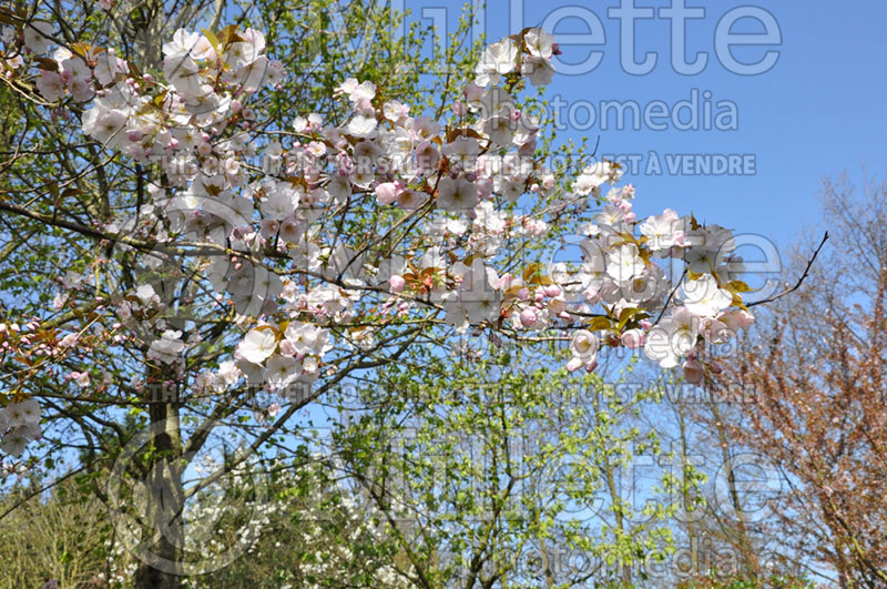 Prunus Reine Claude d'Oullins (Plum) 4