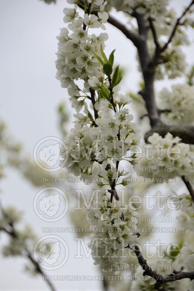 Prunus Romeo (Cherry tree, cherry) 4  