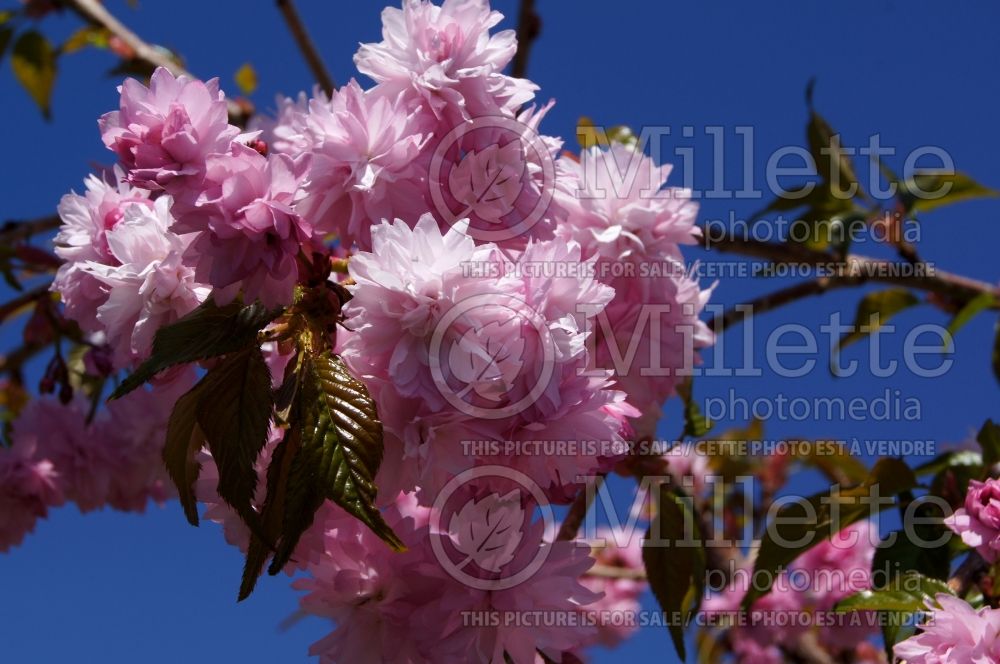 Prunus Extraordinaire aka Extrazam (Cherry tree) 3