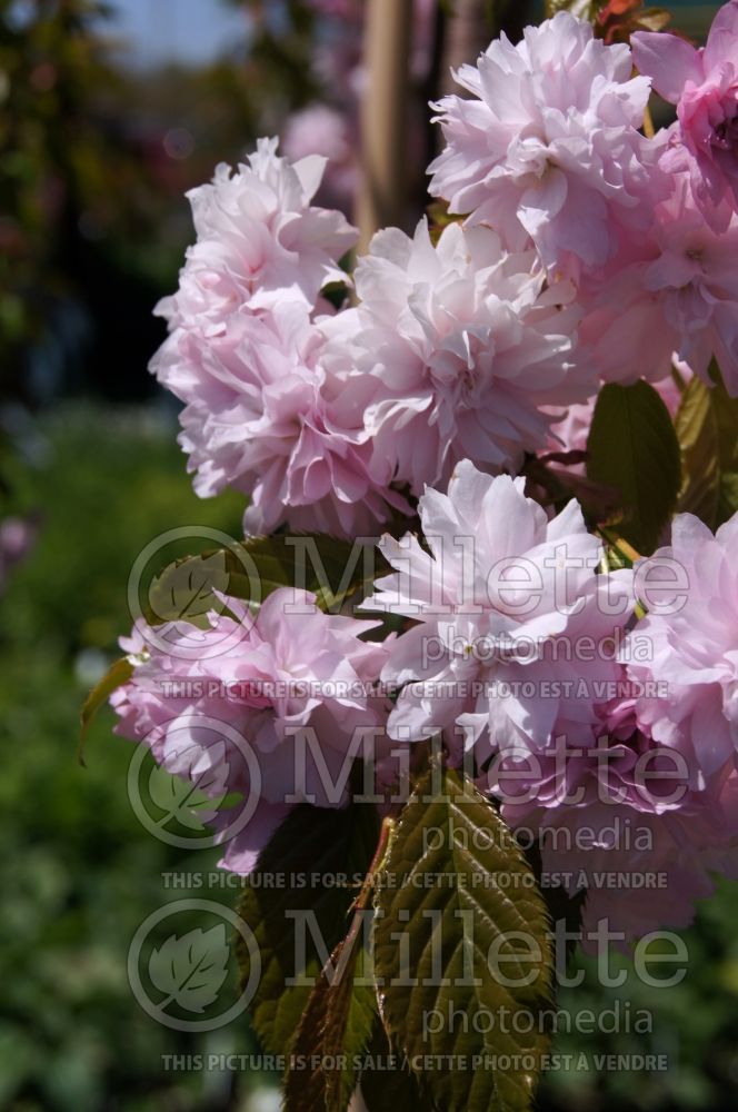 Prunus Extraordinaire aka Extrazam (Cherry tree) 2