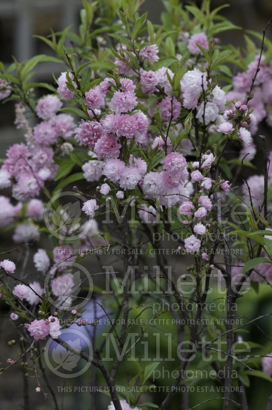 Prunus glandulosa (Cerisier de Chine) 1