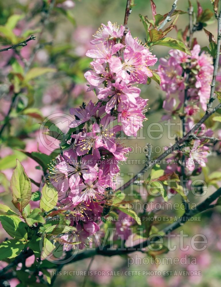 Prunus jacquemontii (Himalayan Bush Cherry,) 1  