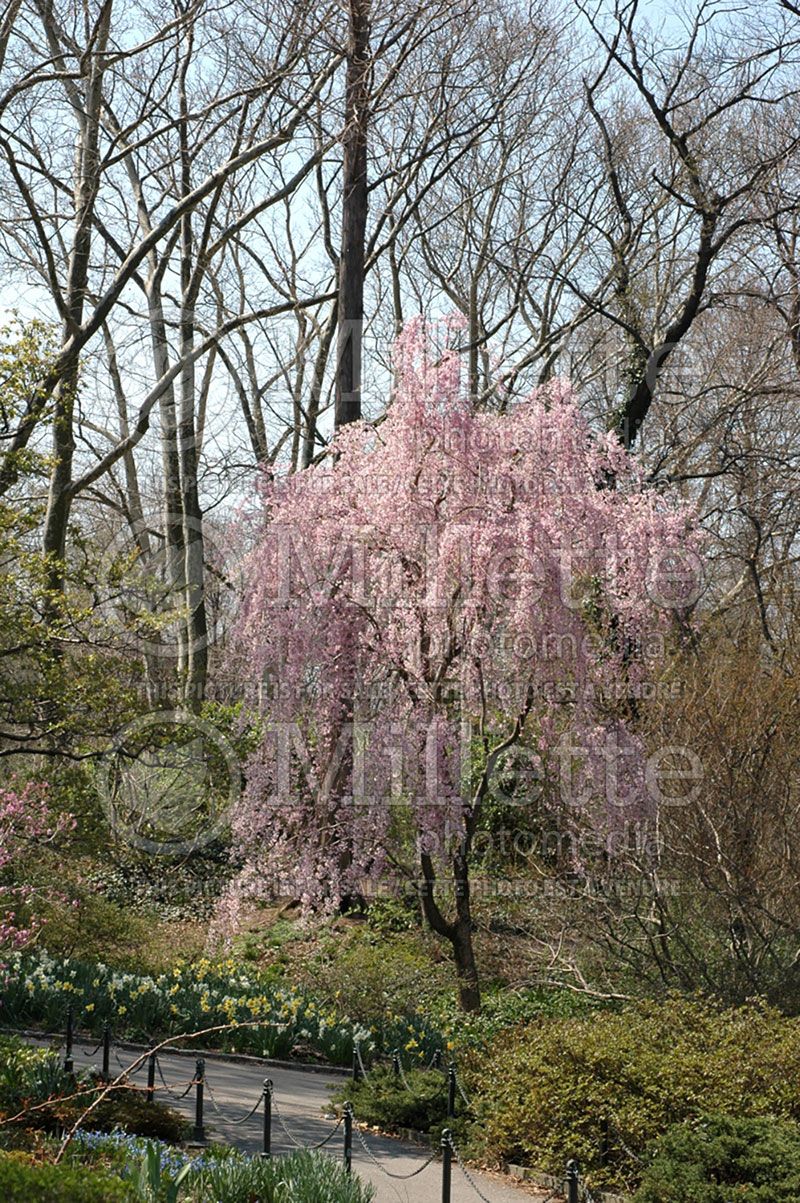 Prunus  Kanzan aka Kwanzan (Japanese cherry)  5