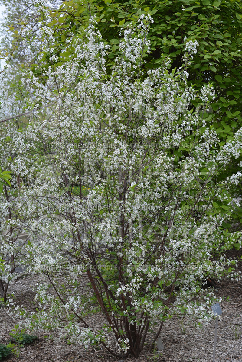 Prunus Cupid ou Big Late (Cherry) 1