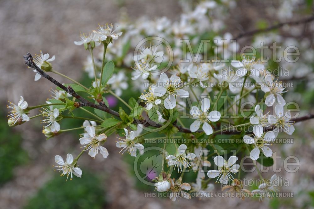 Prunus Cupid ou Big Late (Cherry) 2