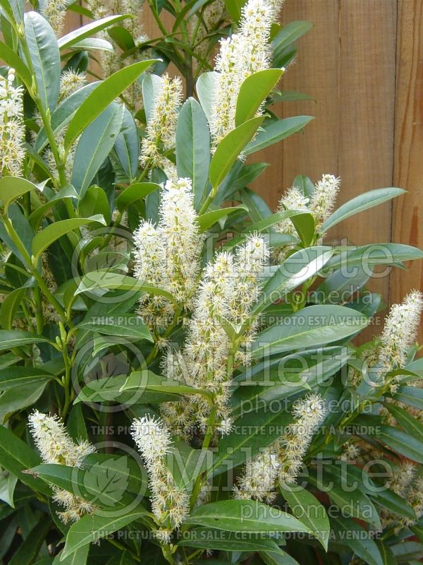 Prunus Schipkaensis (Cherry laurel) 1 