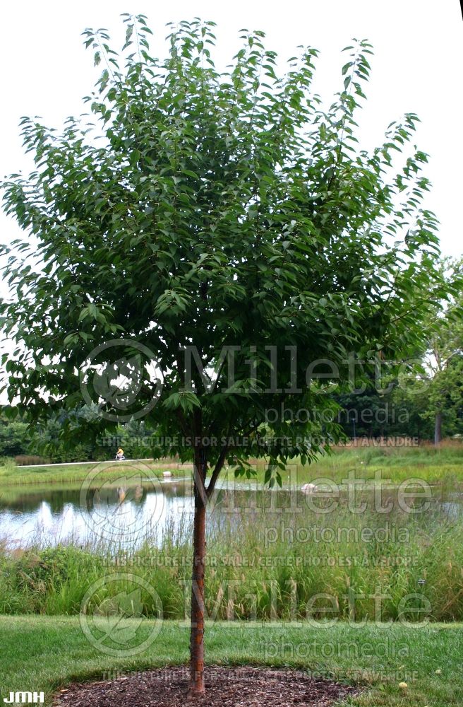 Prunus maackii (Manchurian cherry or Amur chokecherry) 3