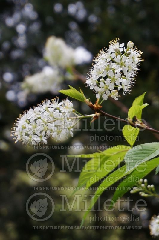 Prunus maackii (Manchurian cherry or Amur chokecherry) 4