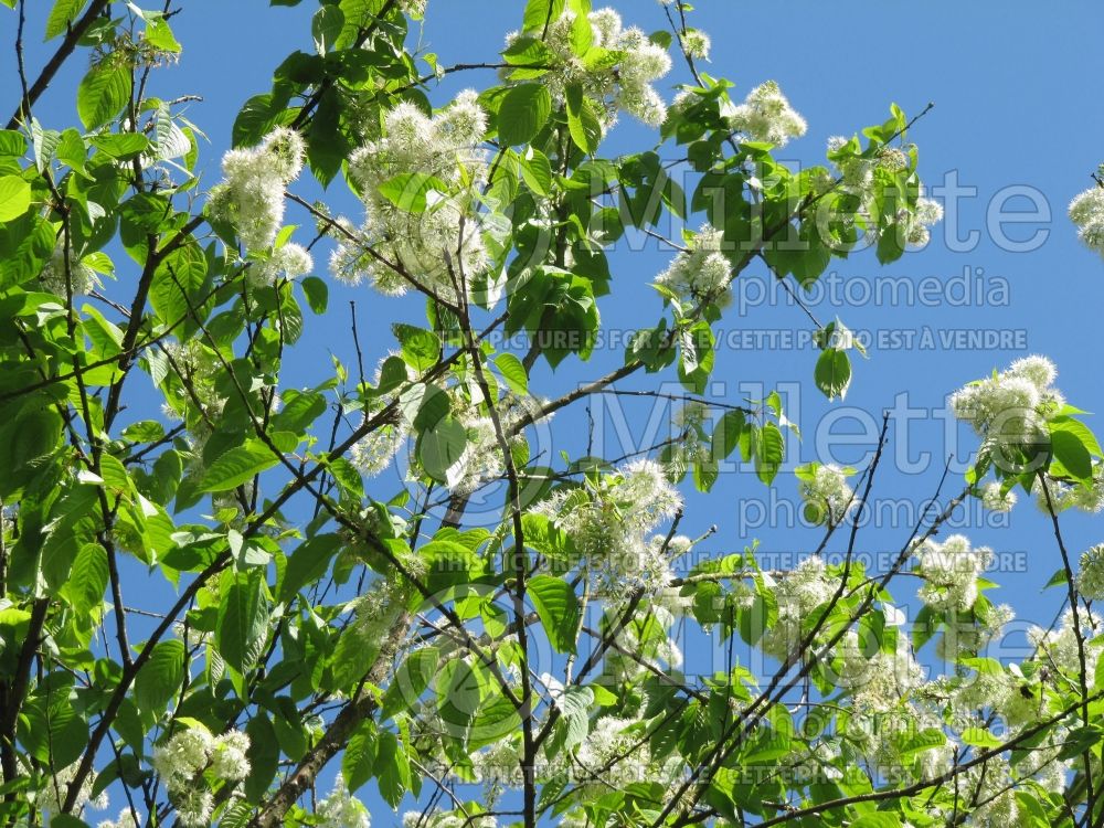 Prunus maackii (Manchurian cherry or Amur chokecherry) 6