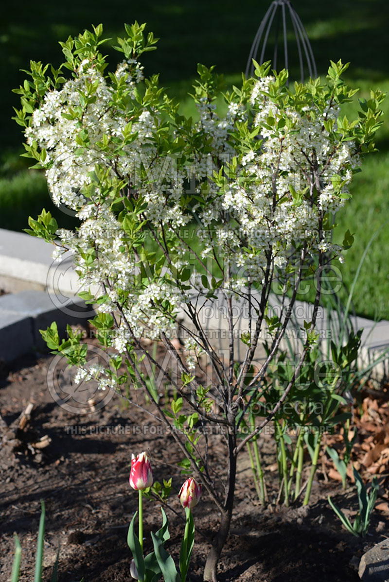 Prunus maritima (Beach Plum) 1