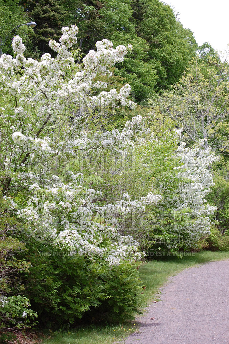 Prunus maritima (Beach Plum) 2