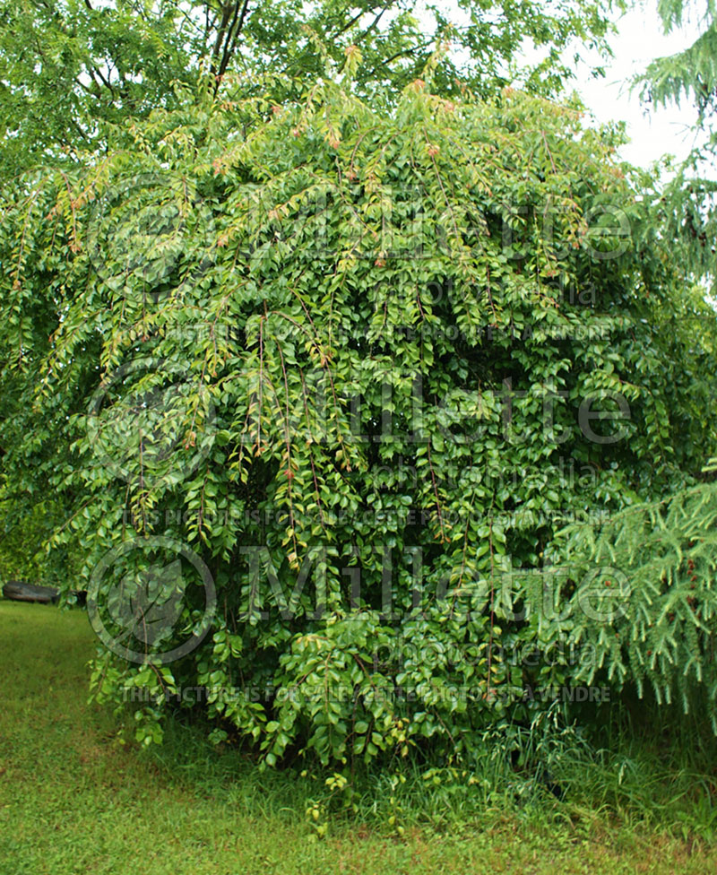 Prunus Pendula (Weeping Cherry tree)  5 