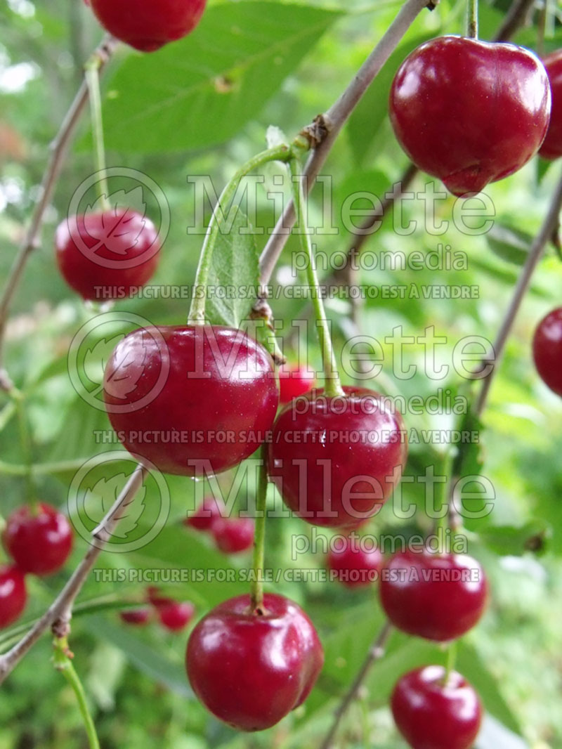 Prunus Northstar or North Star (Sour Cherry) 1