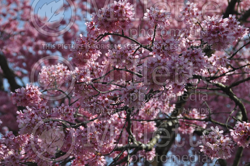 Prunus Okame (Flowering cherry trees) 1