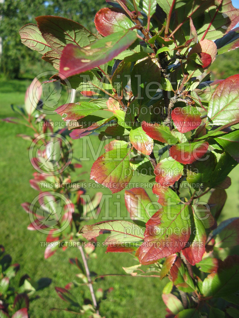 Prunus Opata (Plum)  3