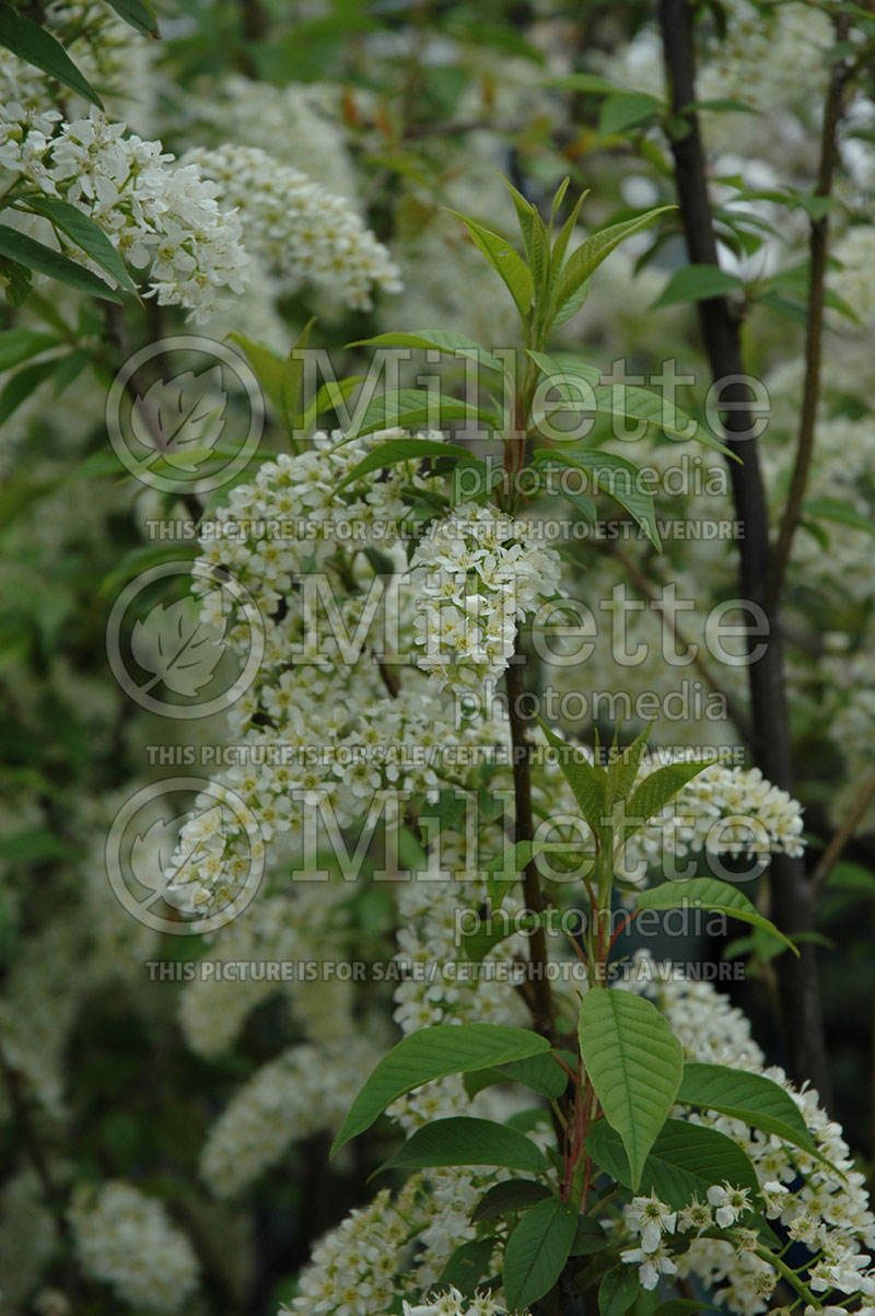 Prunus Skinner's Red (Mayday Cherry) 1