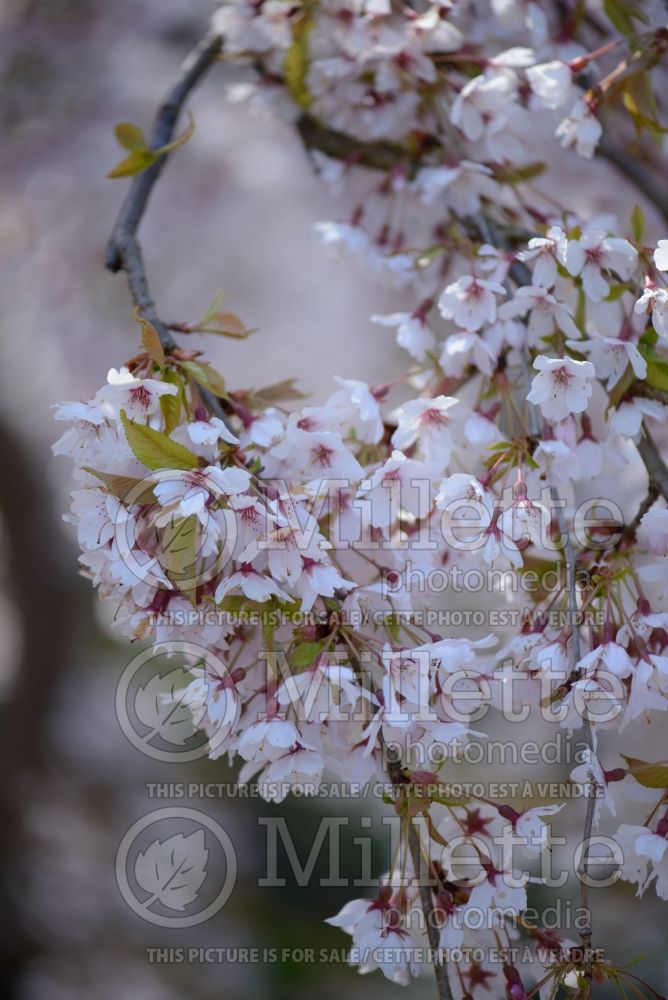 Prunus Pendula Rosea (weeping higan cherry) 2