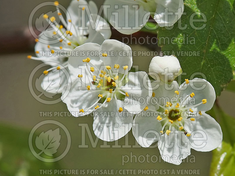 Prunus pensylvanica (Pin Cherry) 2