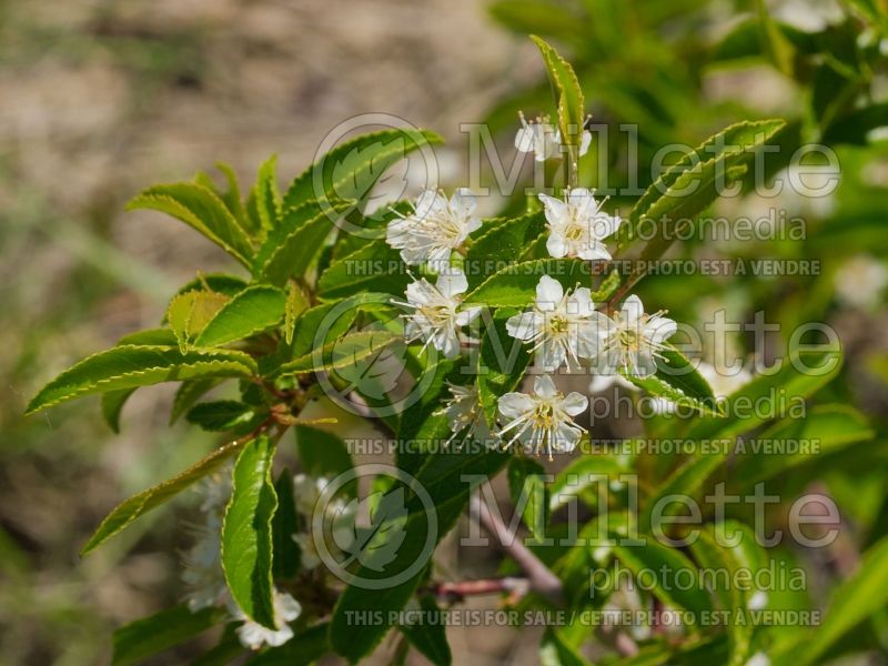 Prunus pensylvanica (fire cherry, pin cherry) 1