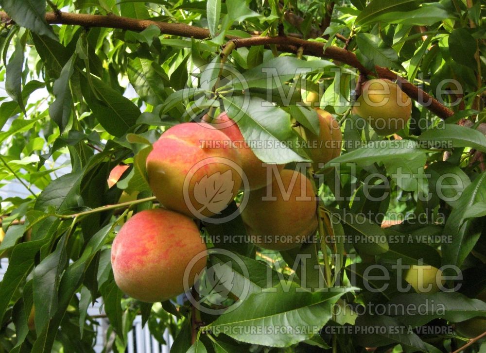 Prunus Bellaire (Peach tree) 3