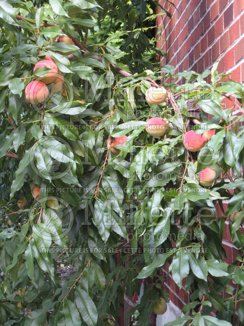 Prunus Bellaire (Peach tree) 1