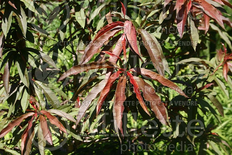 Prunus Bonfire (Peach tree)   1