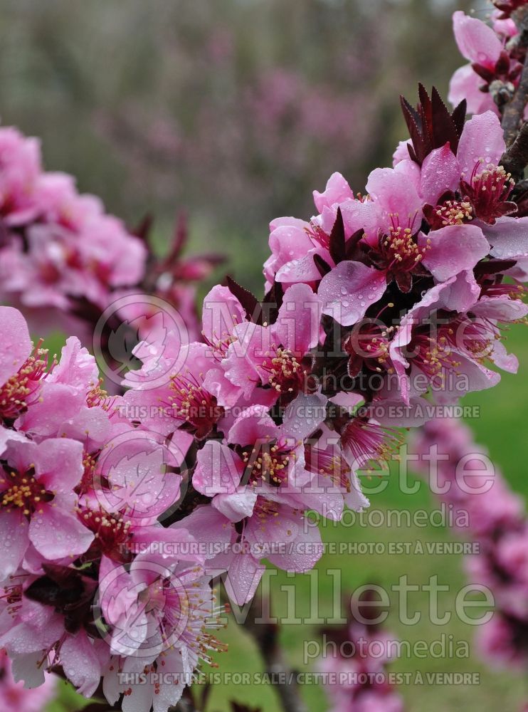 Prunus Bonfire (Peach tree)   4