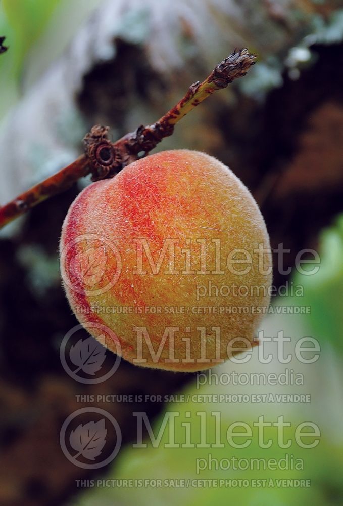 Prunus June Gold (peach-nectarine) 1 