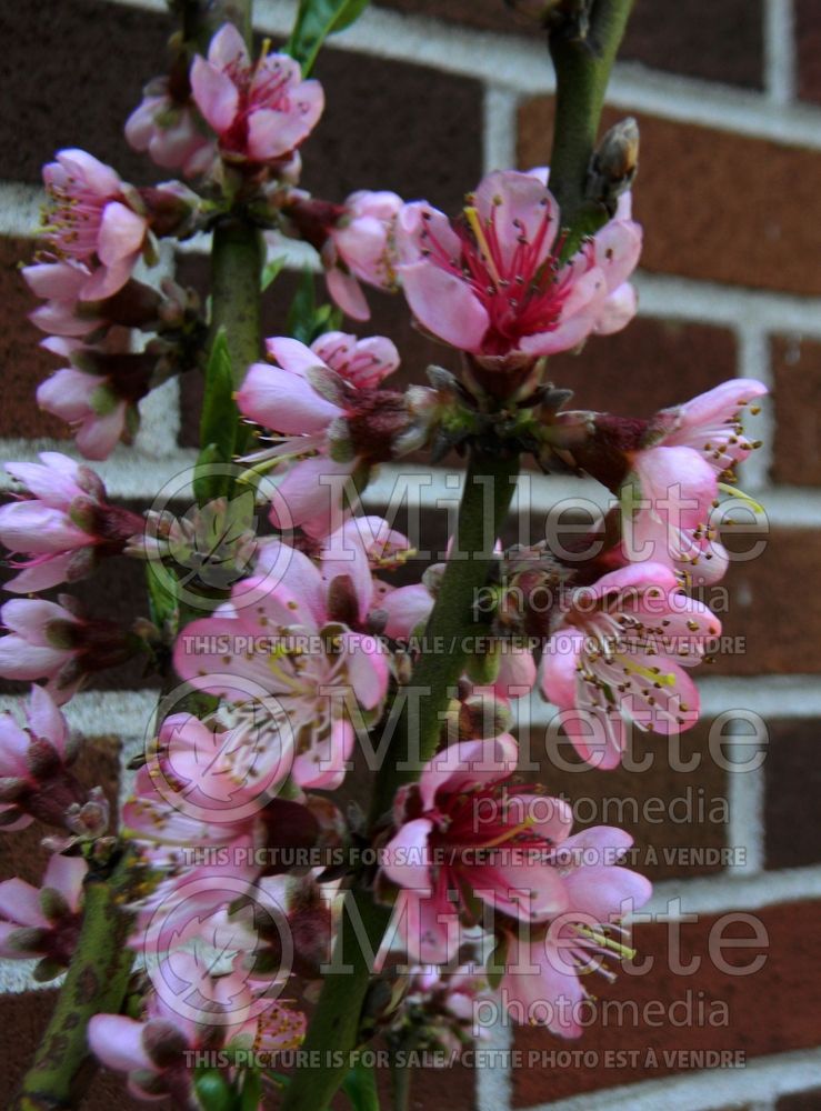 Prunus Redhaven (Peach tree) 1