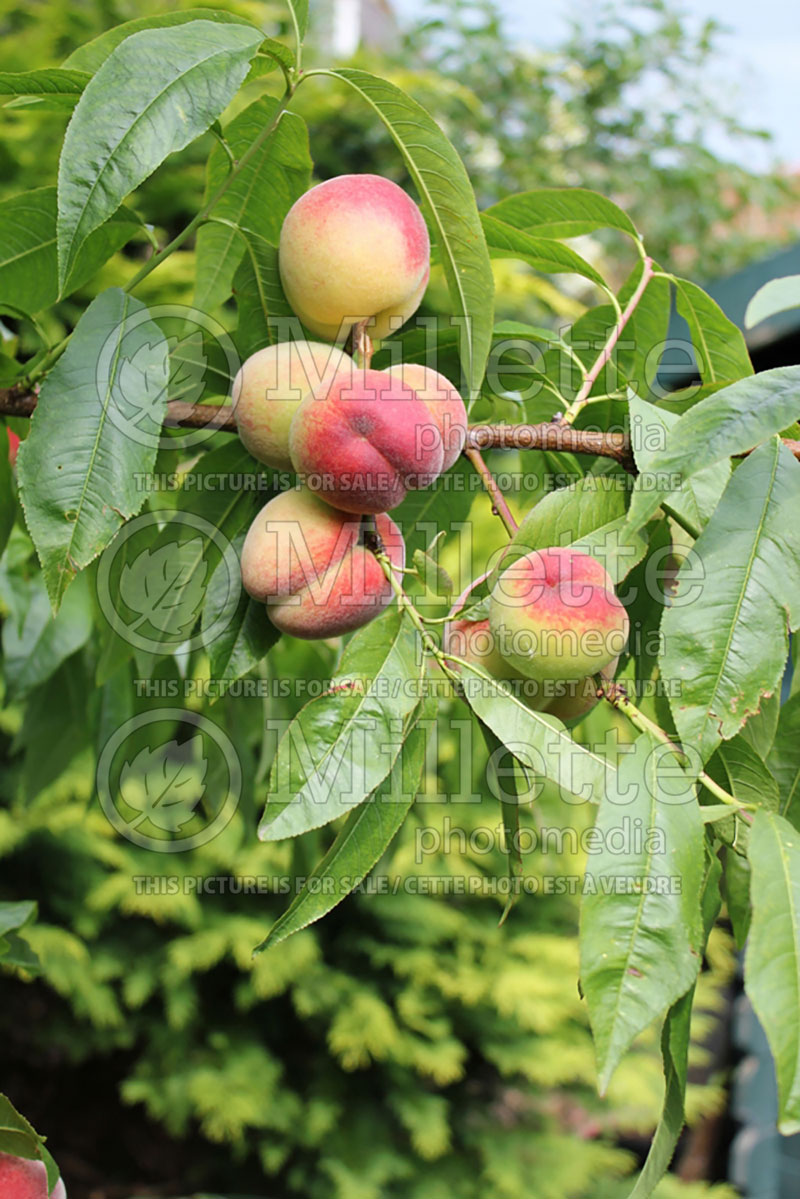 Prunus persica (Peach tree) 2