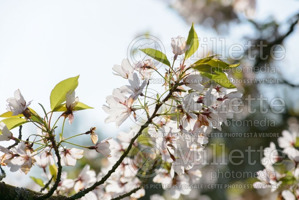 Prunus Pink Shell (Cherry) 1