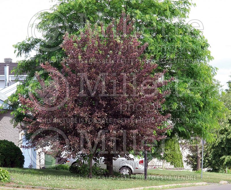 Prunus Schubert (Chokecherry Cherry tree)   2