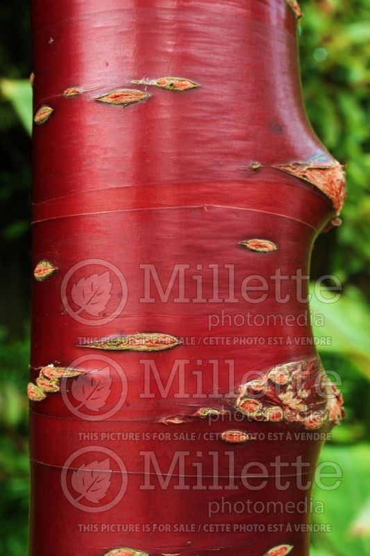 Prunus serrula- bark (paperbark cherry) 1