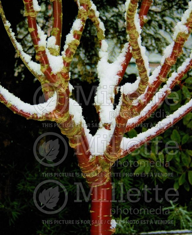 Prunus serrula- bark (paperbark cherry) 3