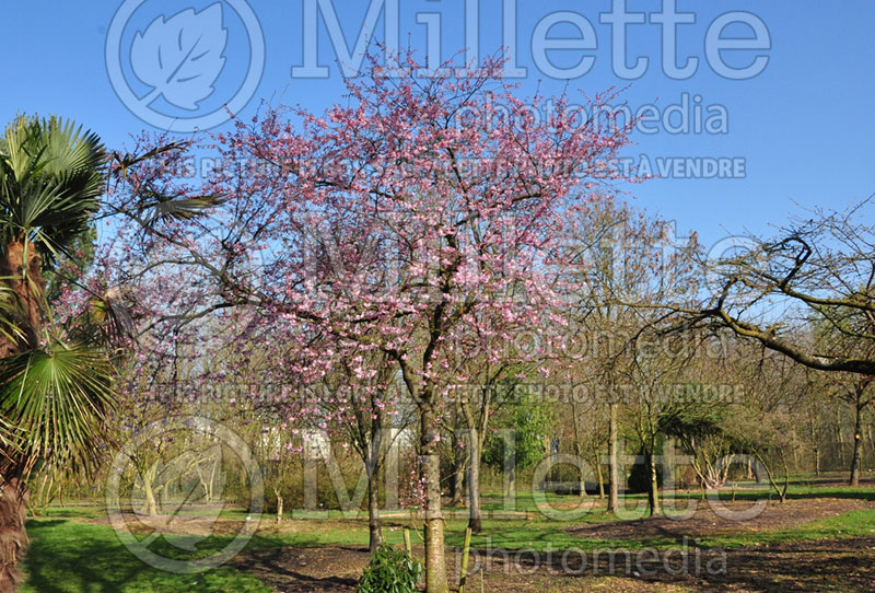 Prunus Accolade (Chokecherry Cherry tree) 2  