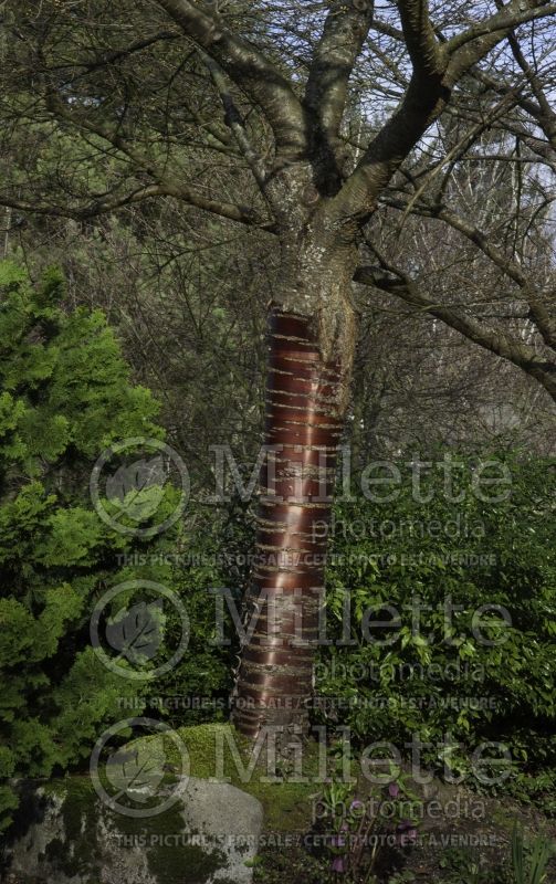 Prunus serrulata - bark - (Chokecherry Cherry tree) 2  