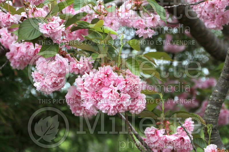 Prunus Kanzan aka Kwanzan (Chokecherry Cherry tree)  4 